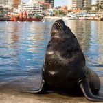 Una gran “FOCA” cruzó el Río de la Plata