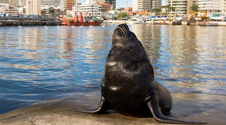 Una gran “FOCA” cruzó el Río de la Plata