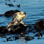 Desbordes  de derrame de petróleo en Boya José Ignacio llegaron a las playas de Maldonado