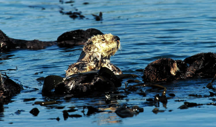 Desbordes  de derrame de petróleo en Boya José Ignacio llegaron a las playas de Maldonado