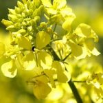 Desarrollarán aceite en base a “Brassica Carinata” para producción de biocombustibles con 70% menos de polución