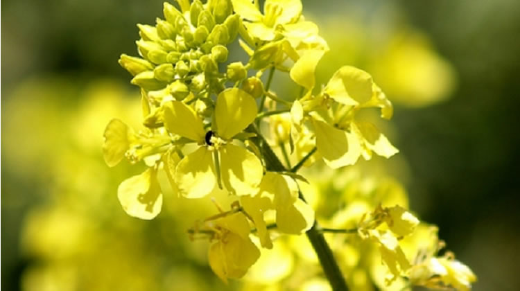 Desarrollarán aceite en base a “Brassica Carinata” para producción de biocombustibles con 70% menos de polución