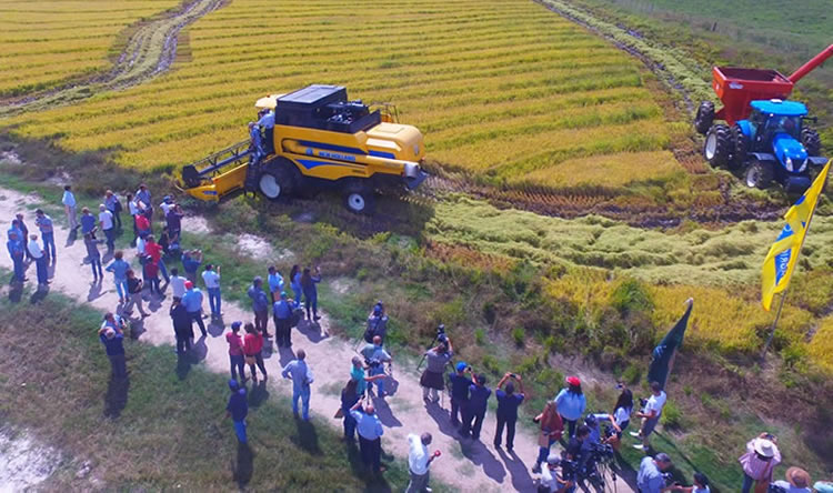 Cultivadores de arroz muestran preocupación por alto costo de combustibles y plantean su liberalización