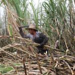 Por la gran cosecha de caña azúcar, ALUR produjo un volumen récord de bioetanol