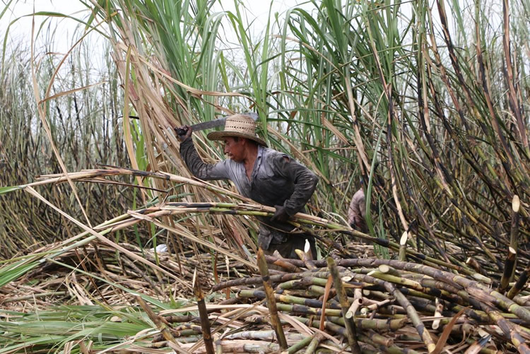 Por la gran cosecha de caña azúcar, ALUR produjo un volumen récord de bioetanol