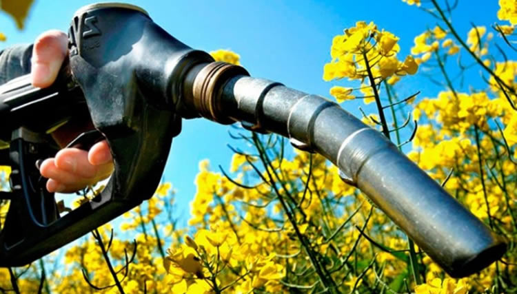 Uruguay mezclará aceite de Canola en combustibles