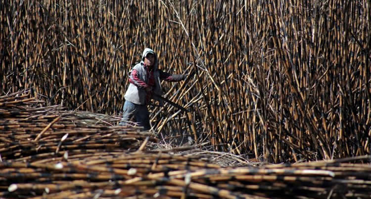 Cultivadores de caña de azúcar, gobierno y ANCAP, analizaron la problemática del sector